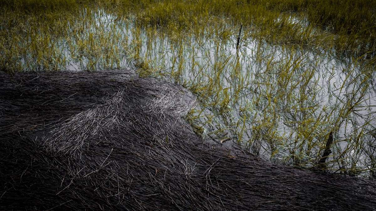 Coastal marshland of the kind that surrounds Wilmington Island